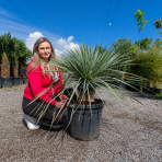 Juka (Yucca Rostrata) - výška 60-80 cm, výška kmeňa 20-30 cm, kont. C35L (-22°C)